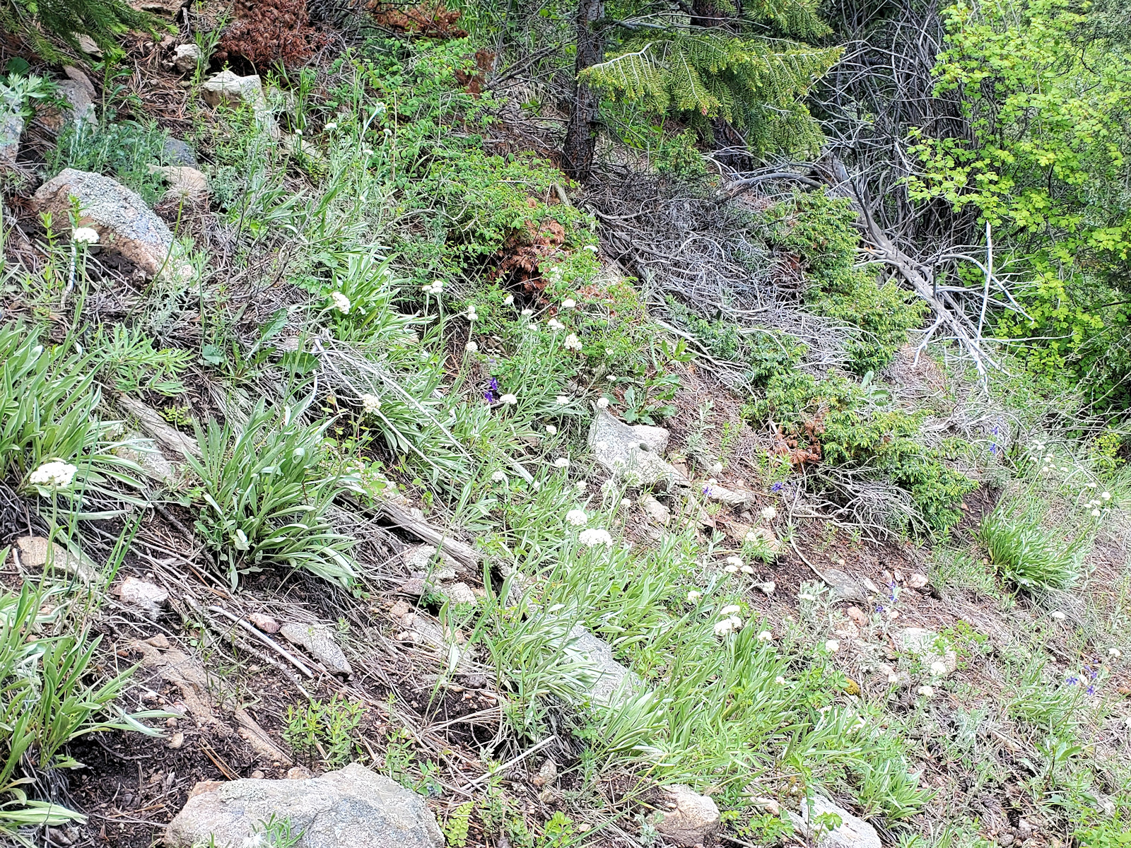 Asteraceae Anaphalis margaritacea