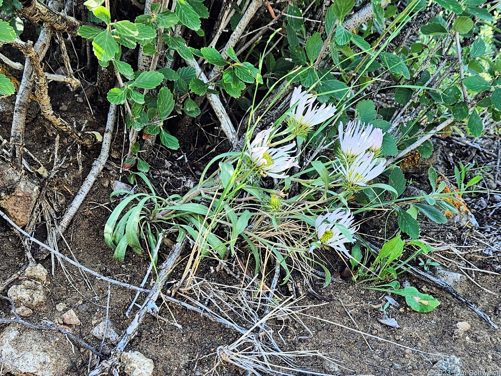 Asteraceae Townsendia grandiflora