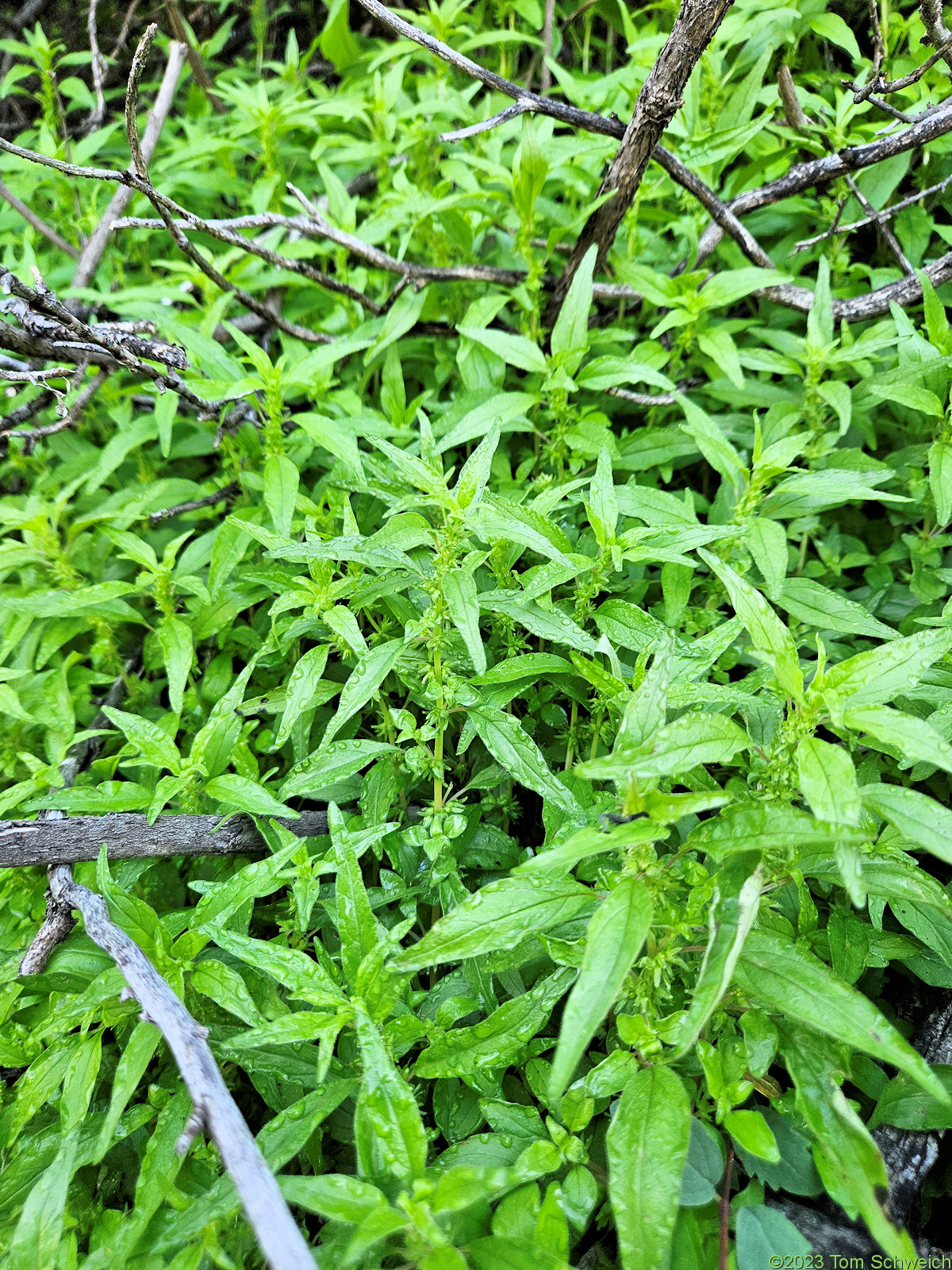 Urticaceae Parietaria pensylvanica