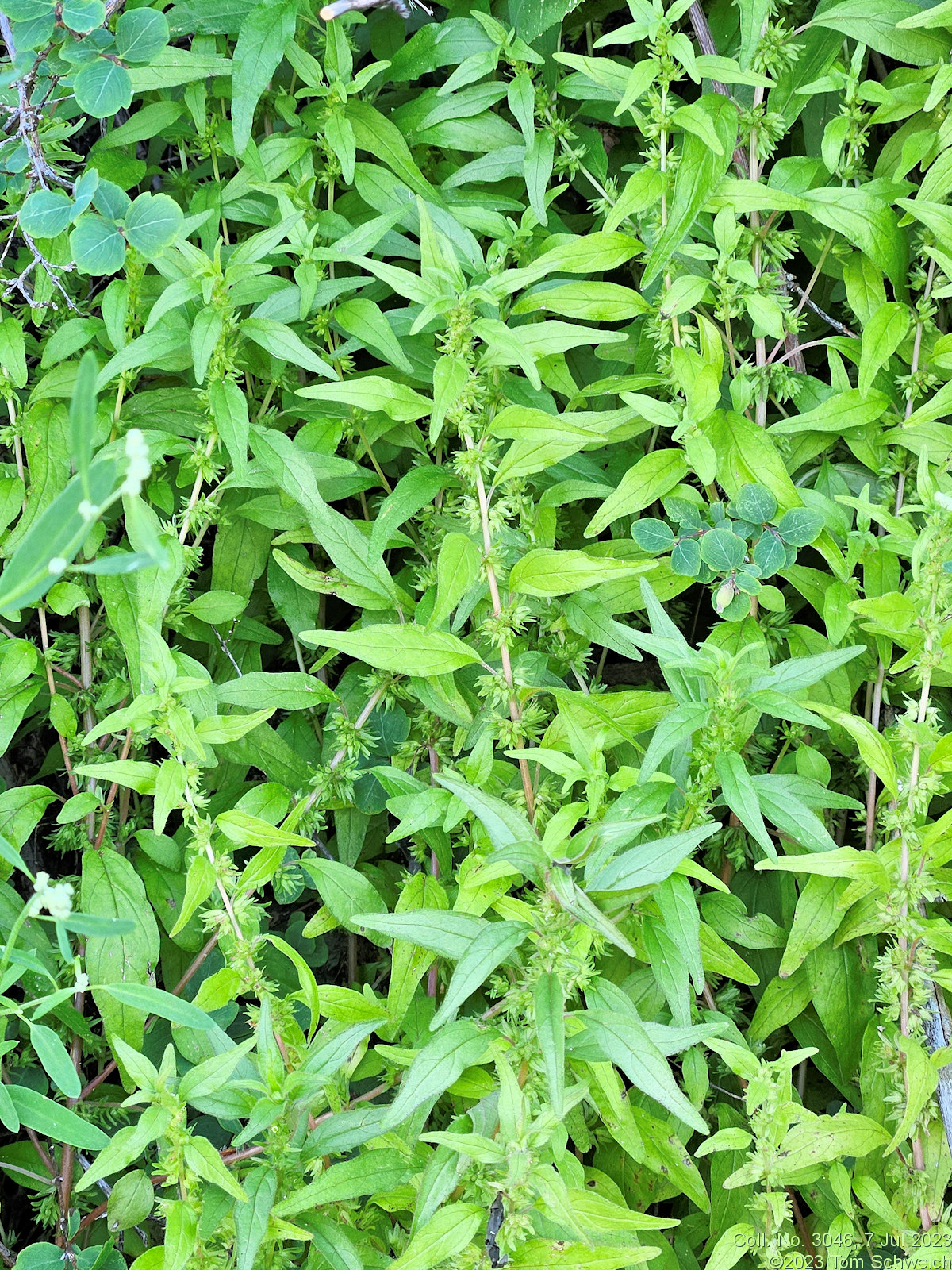 Urticaceae Parietaria pensylvanica