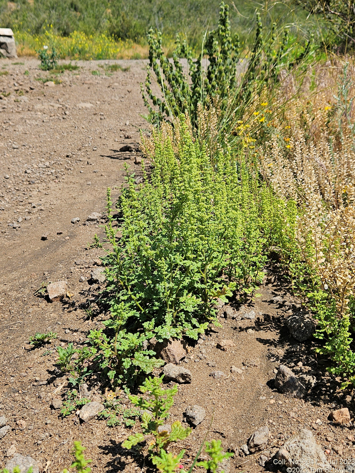 Chenopodiaceae Dysphania botrys