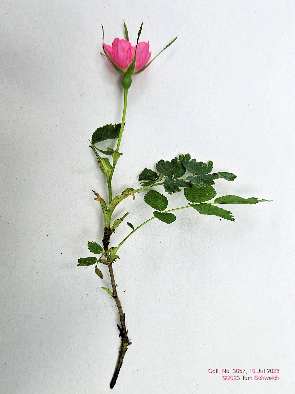 Rosaceae Rosa woodsii