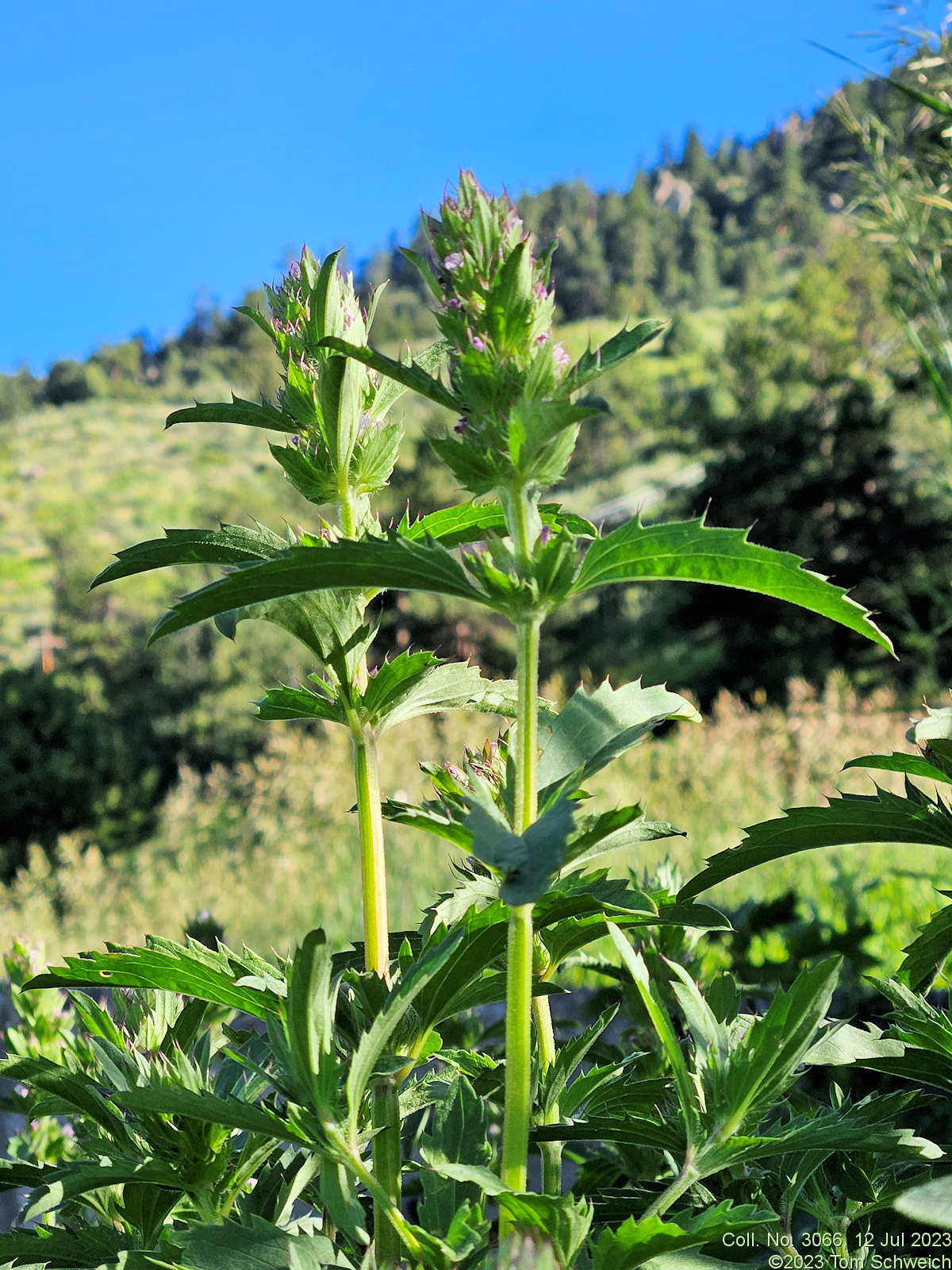 Lamiaceae Dracocephalum parviflorum