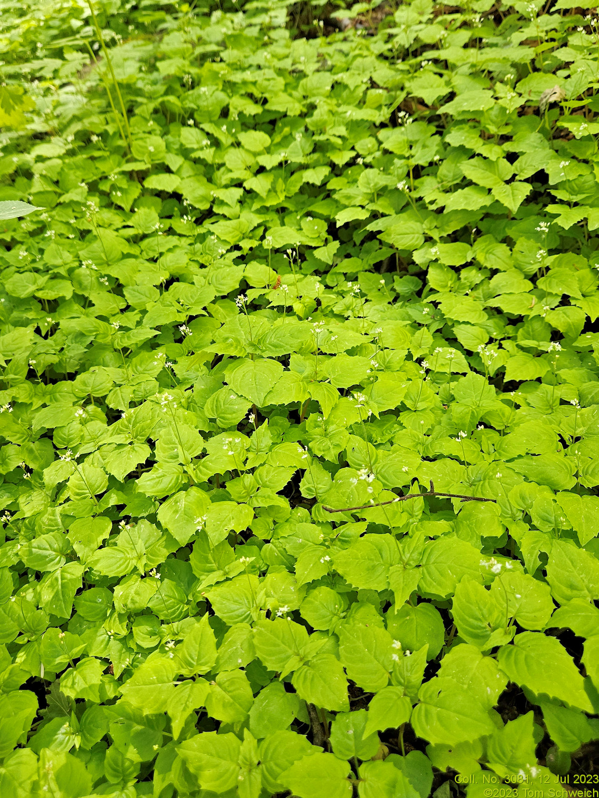 Onagraceae Circaea alpina