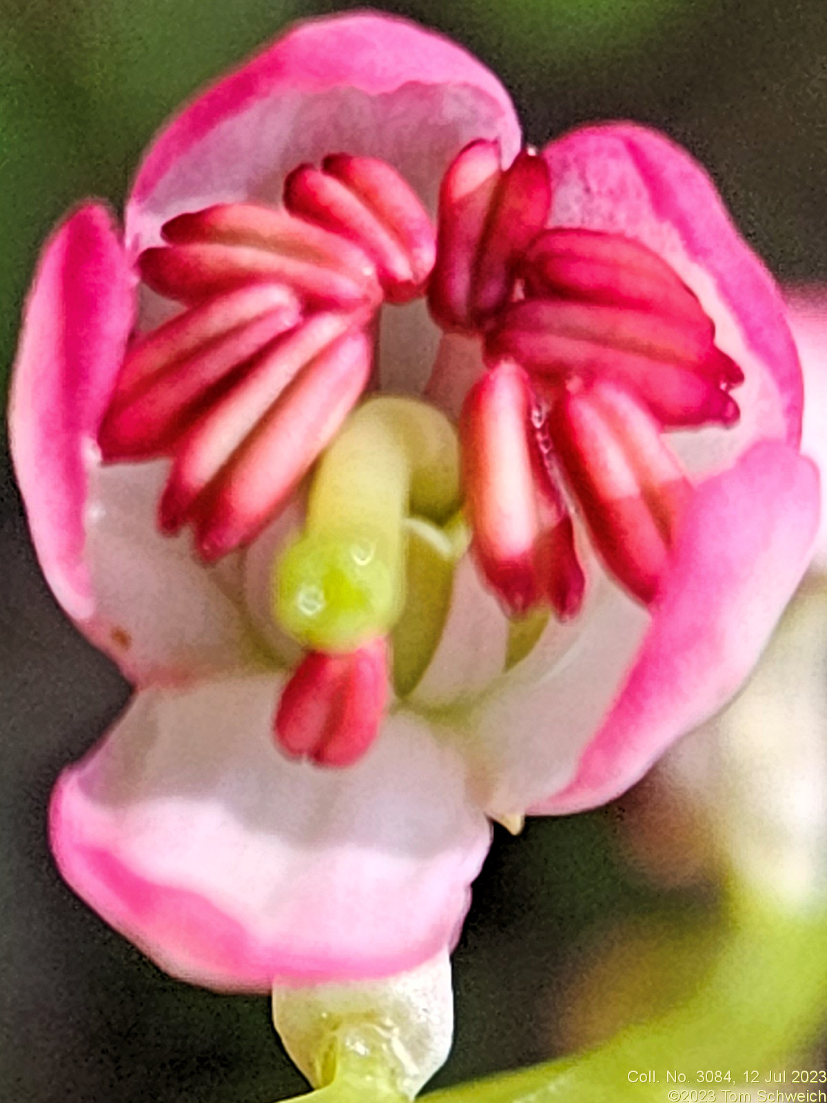 Ericaceae Pyrola asarifolia