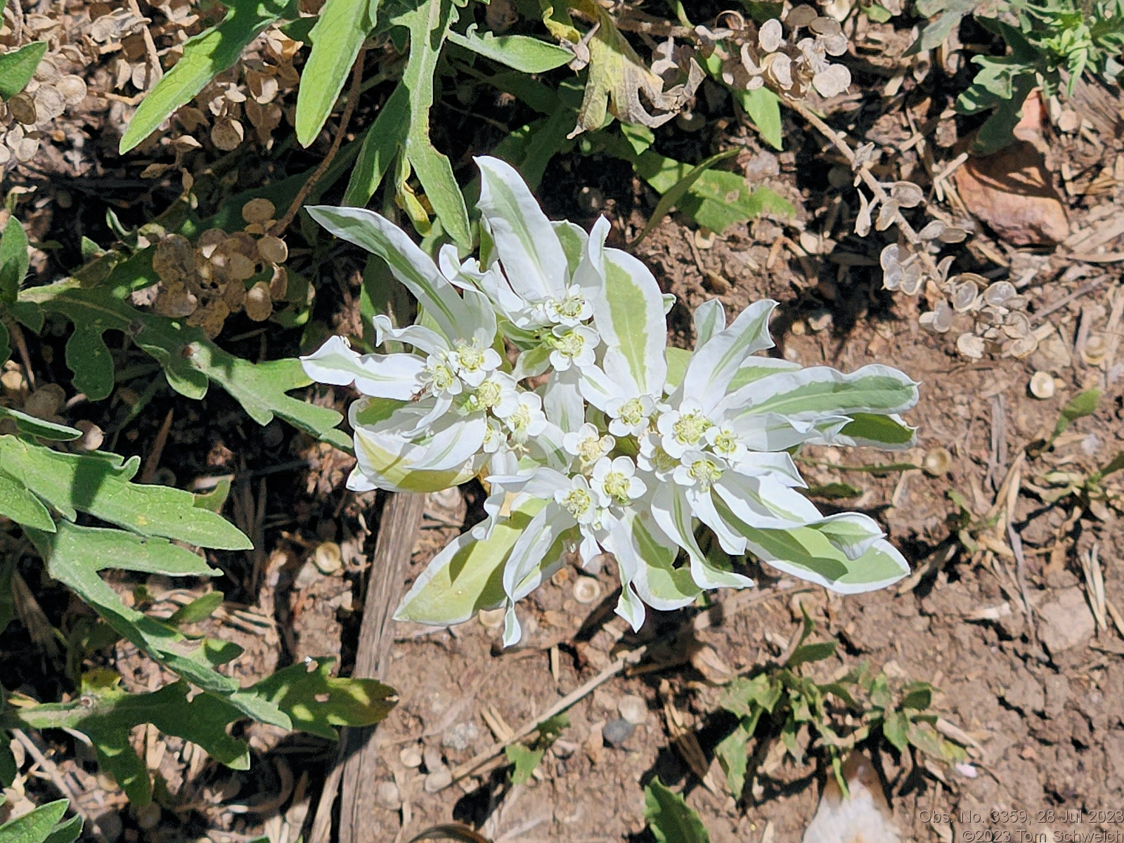 Euphorbiaeae Euphorbia marginata