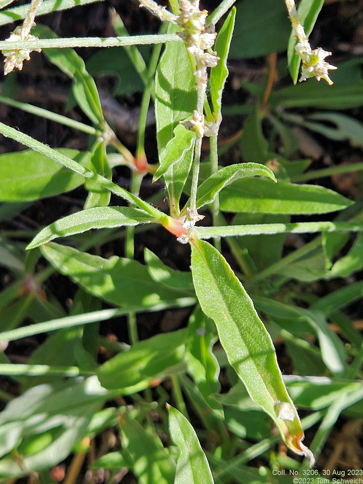 Amaranthaceae Froelichia gracilis