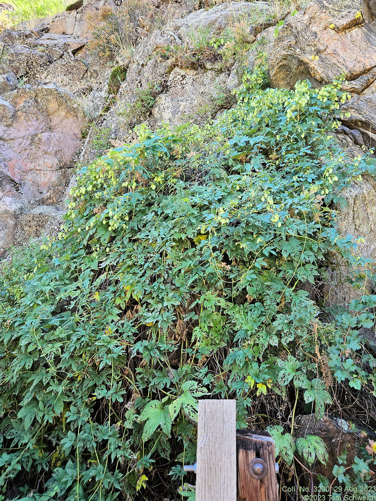 Cannabaceae Humulus neomexicanus