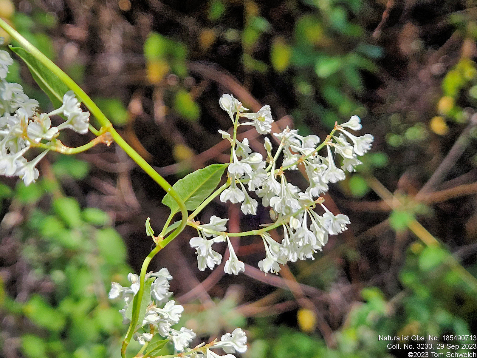 Polygonaceae Fallopia baldschuanica