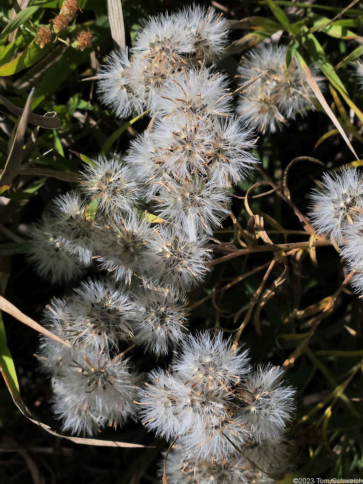 Asteraceae Brickellia eupatorioides