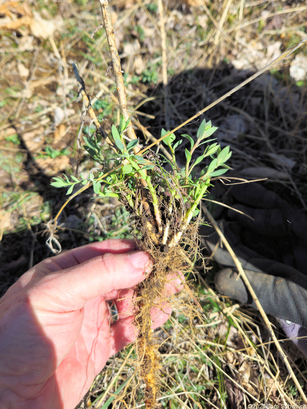 Plantaginaceae Linaria dalmatica