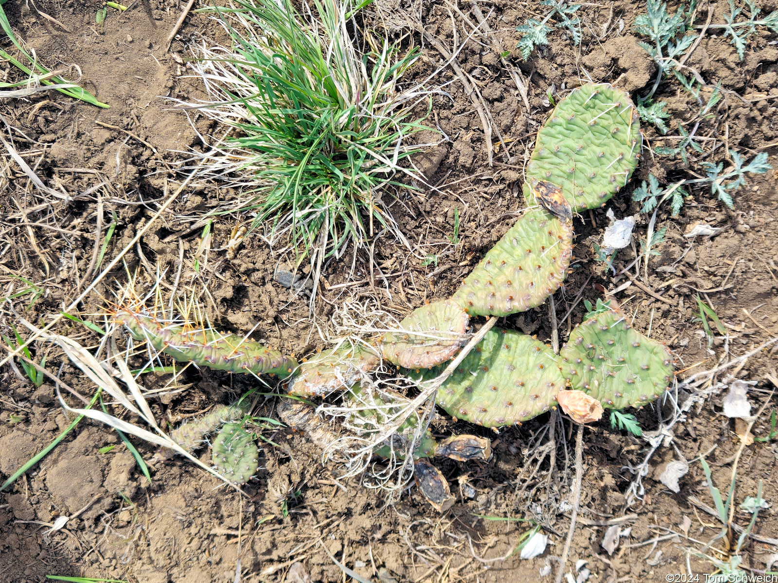 Cactaceae Opuntia macrorhiza