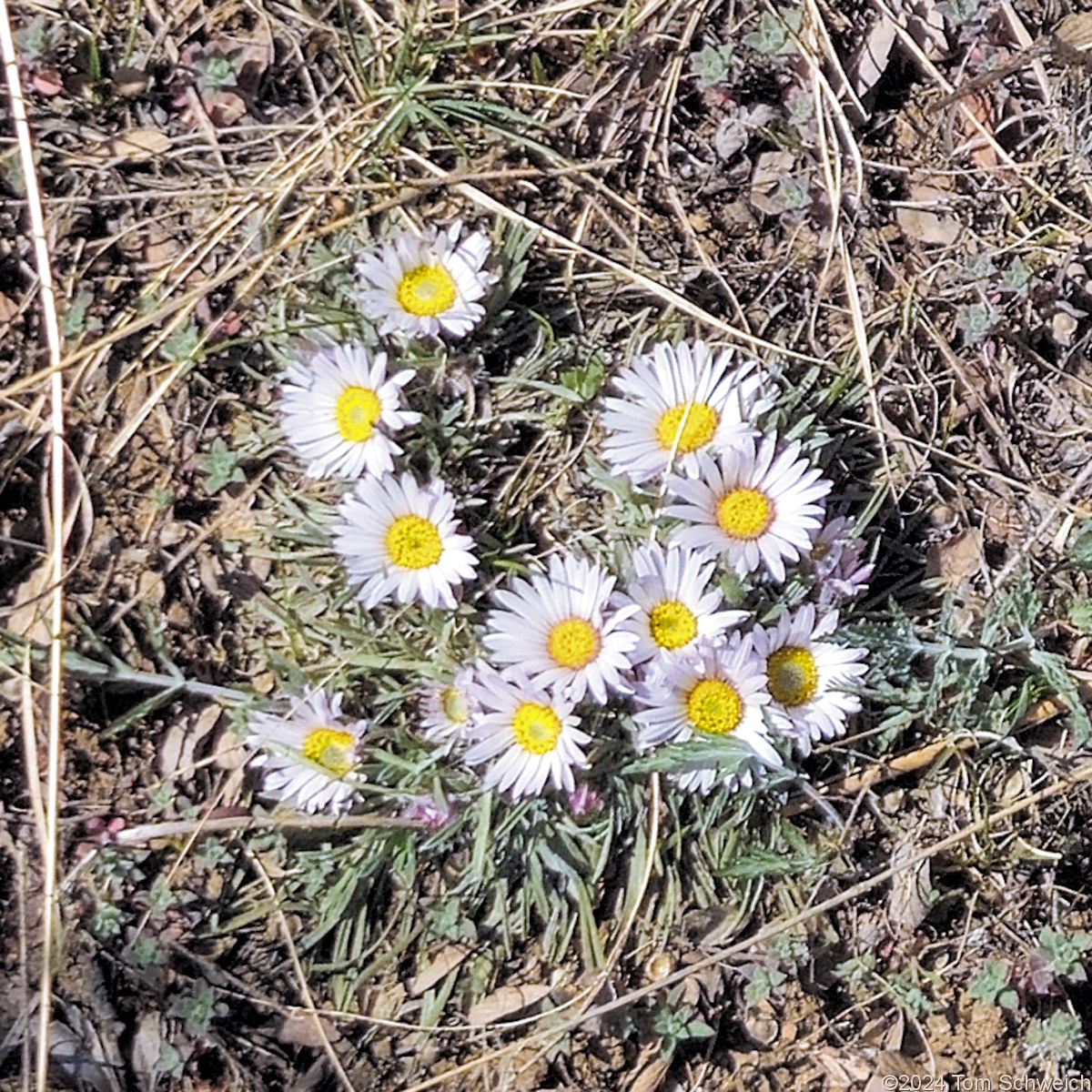 Asteraceae Townsendia hookeri