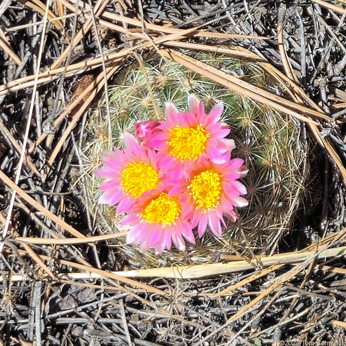 Cactaceae Pediocactus simpsonii