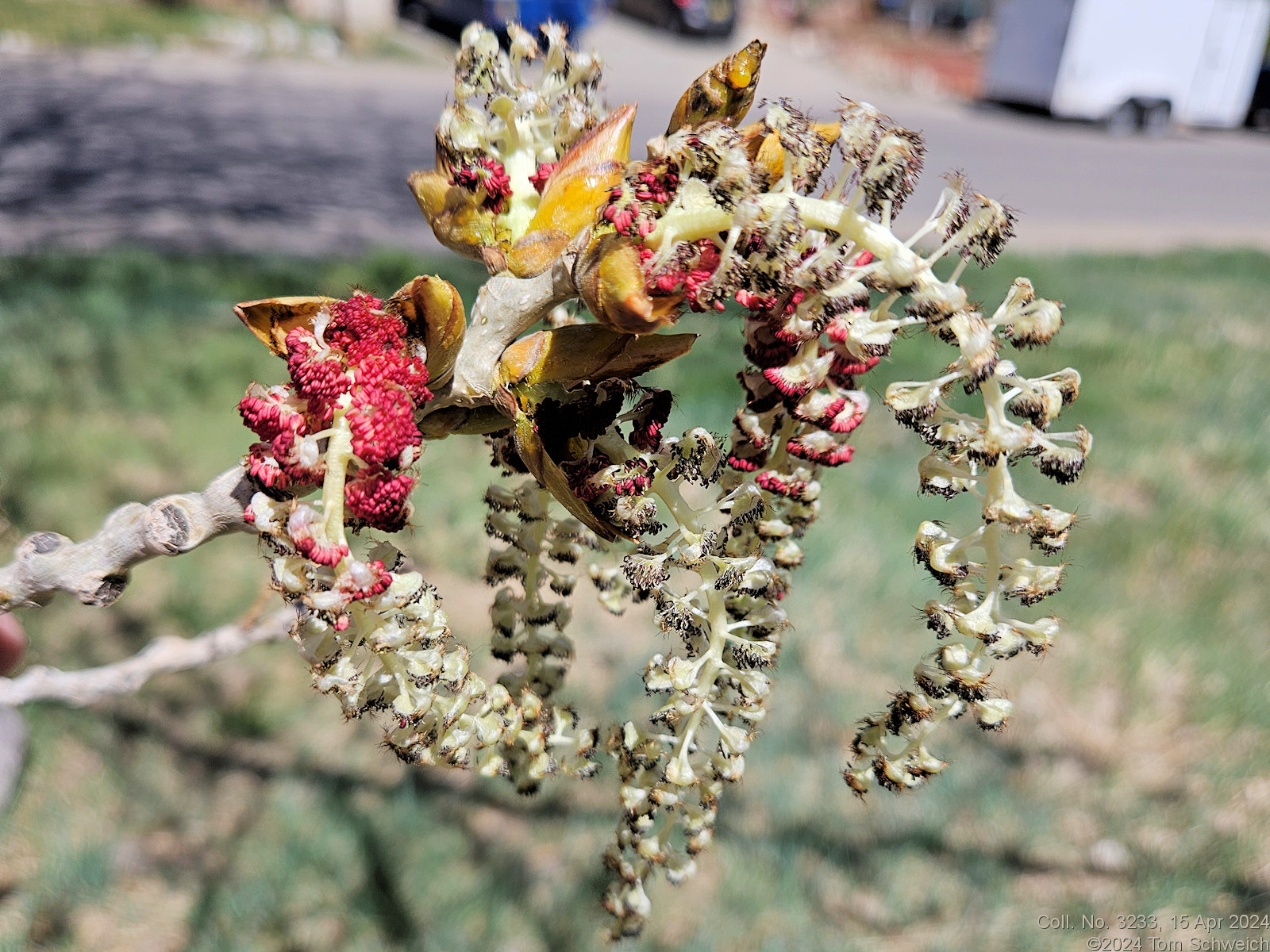 Salicaceae Populus deltoides