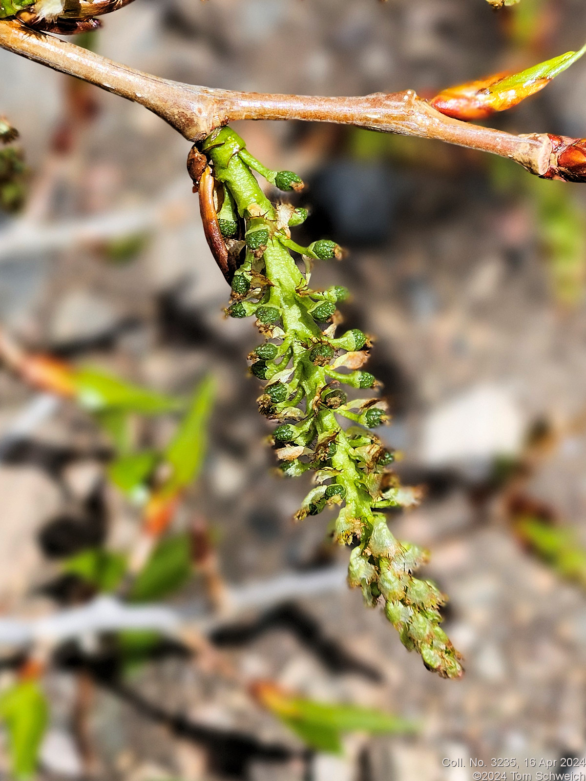 Salicaceae Populus deltoides