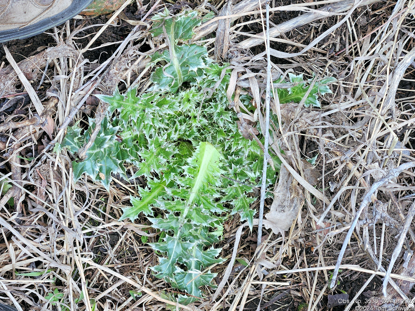 Asteraceae Carduus nutans