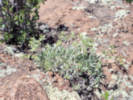 Full Size Image