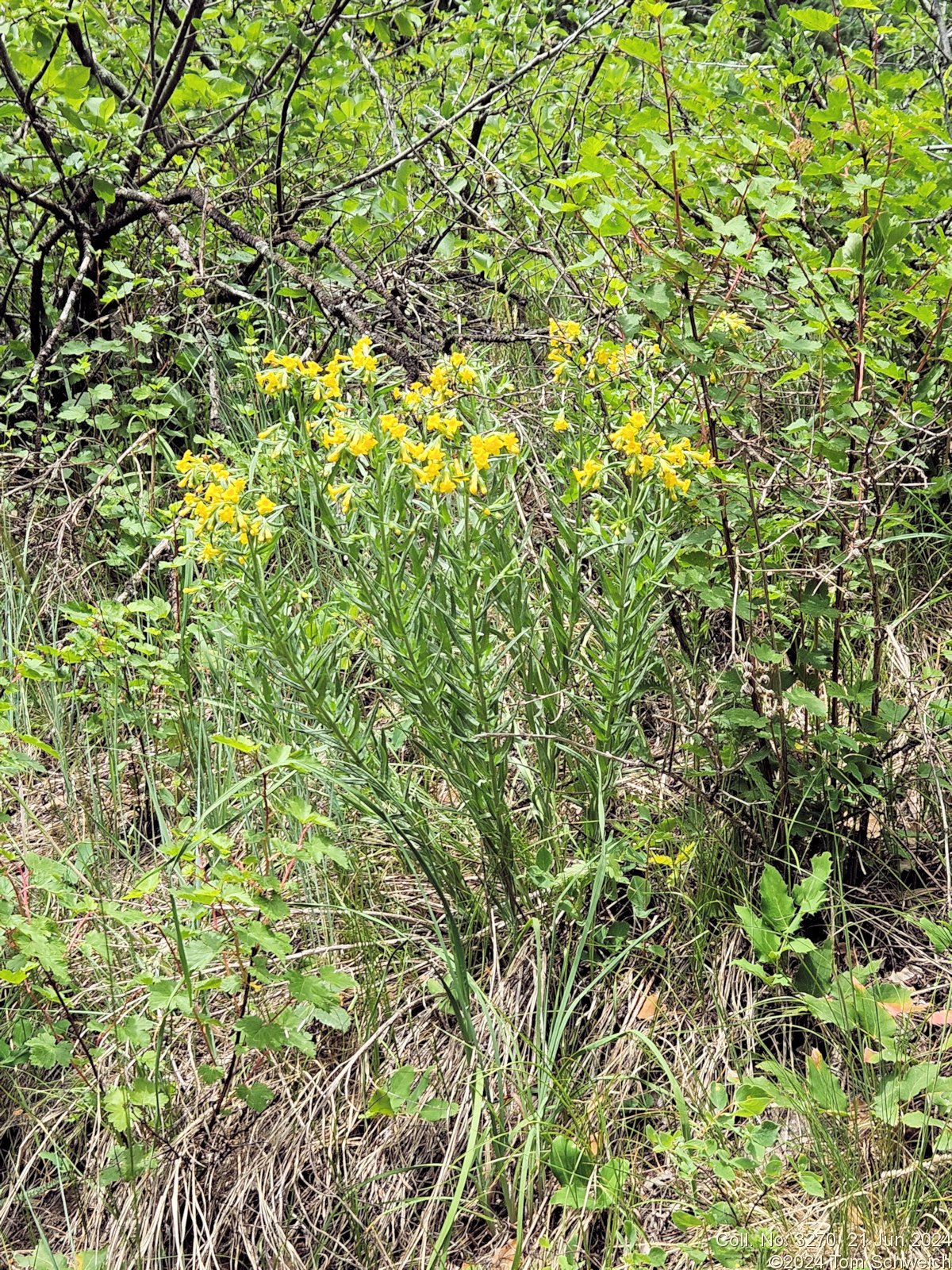 Boraginaceae Lithospermum multiflorum