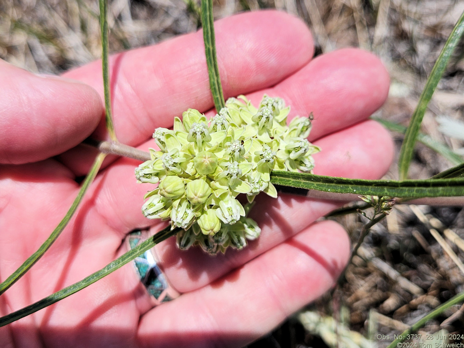 Asclepiadaceae Asclepias stenophylla
