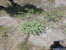 Full Size Image