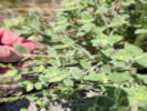 Full Size Image