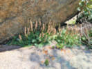 Full Size Image