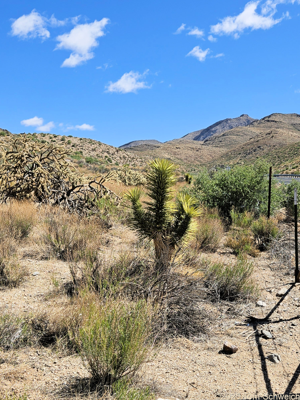 Agavaceae Yucca brevifolia