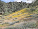 Full Size Image