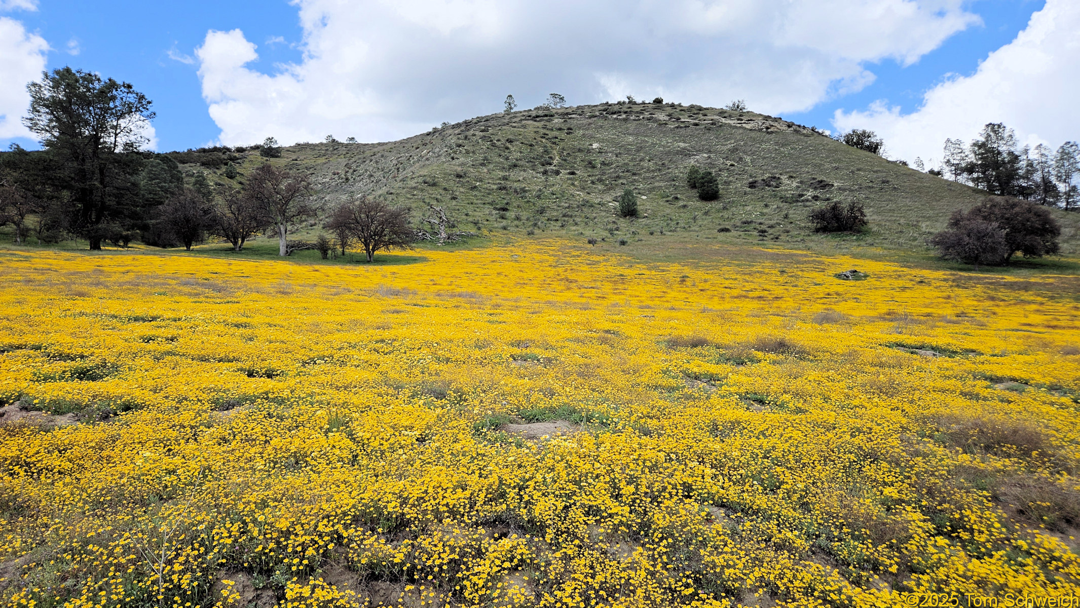 Asteraceae Lasthenia californica