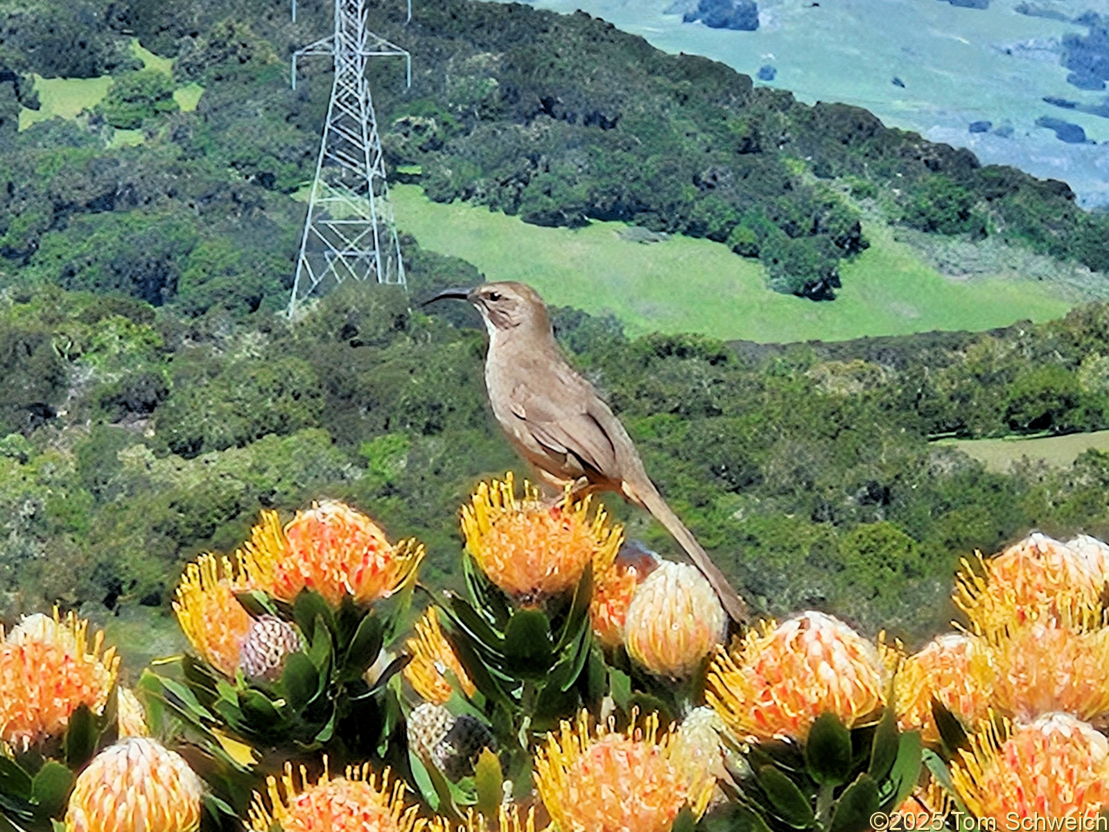 California, San Luis Obispo County, San Luis Obispo