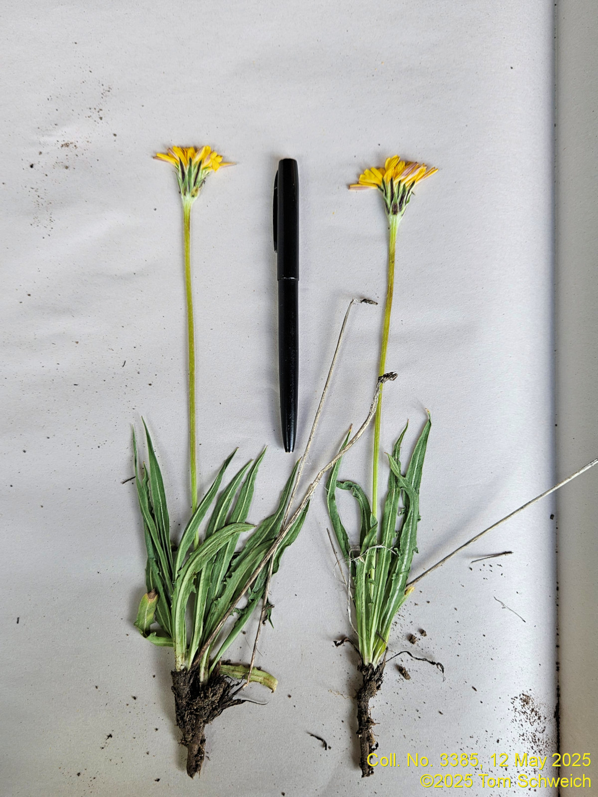 Asteraceae Agoseris glauca