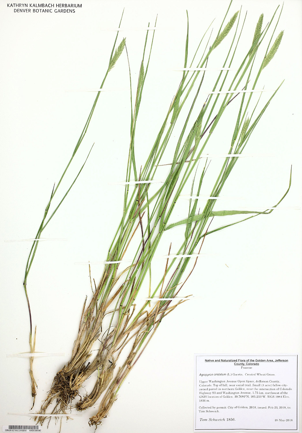 Poaceae Agropyron cristatum