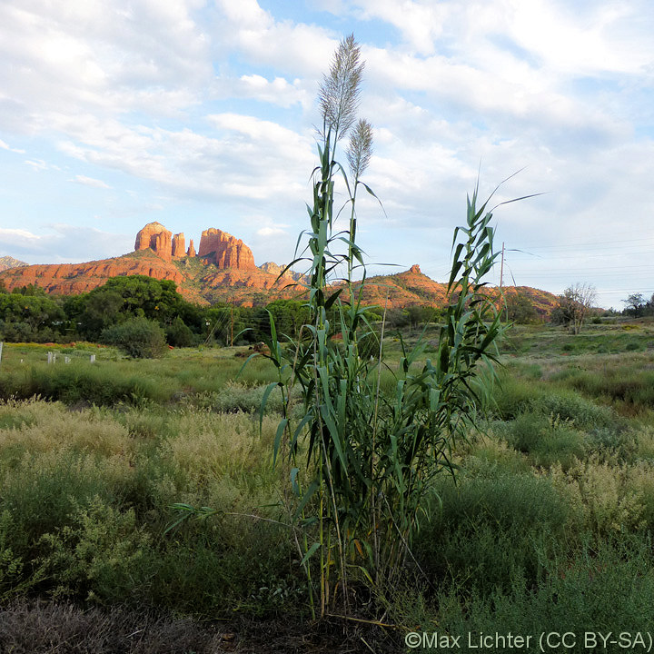 Poaceae Arundo donax