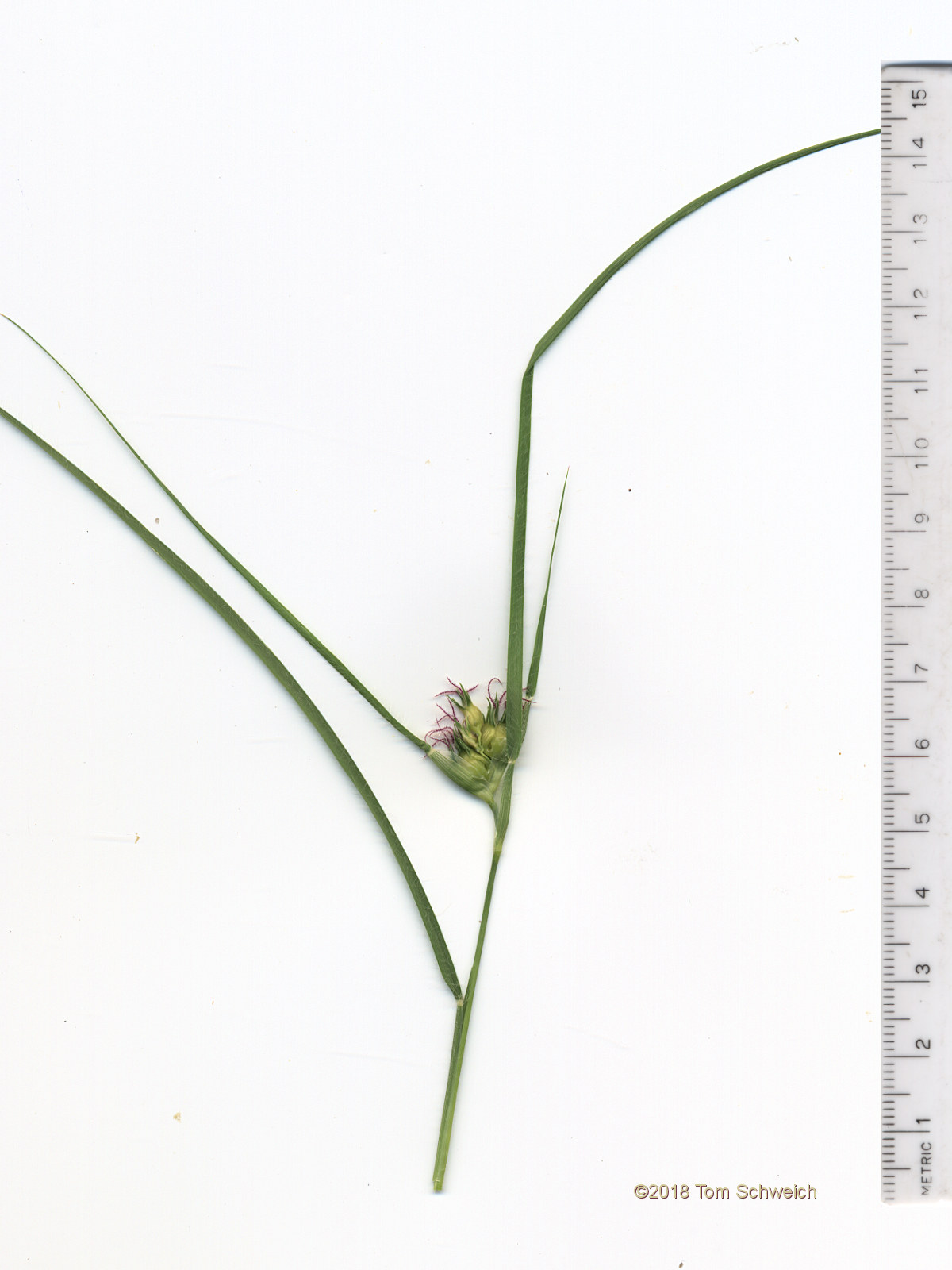 Poaceae Buchloe dactyloides