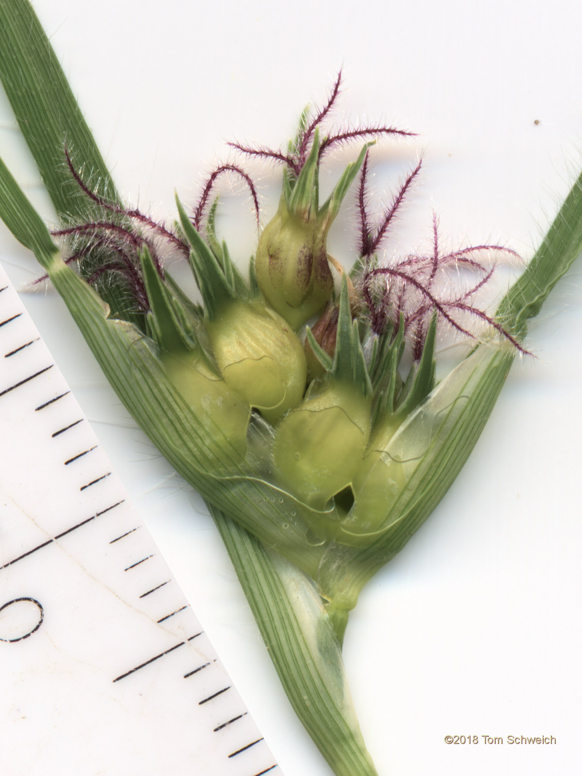 Poaceae Buchloe dactyloides