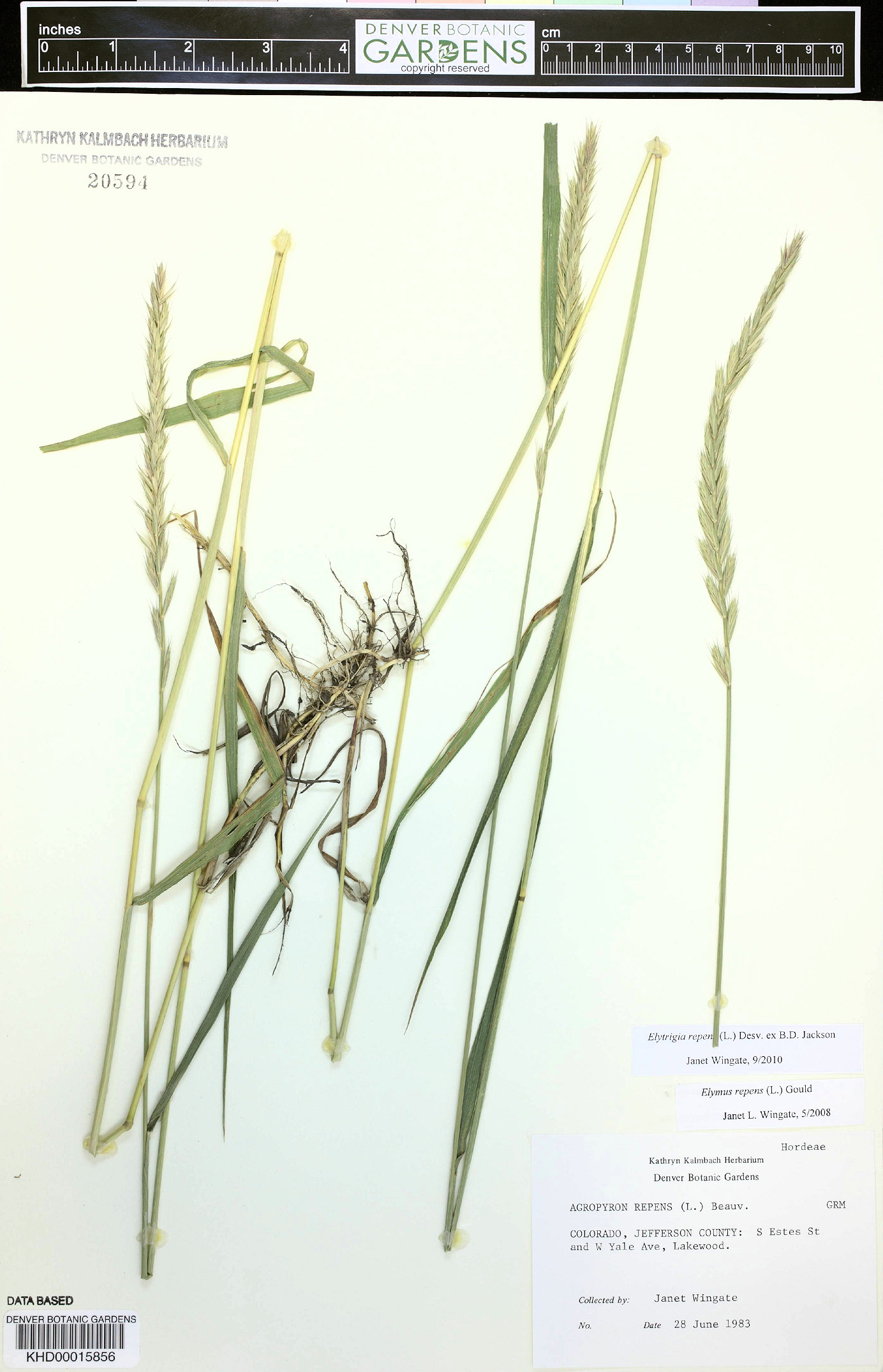 Poaceae Elymus repens