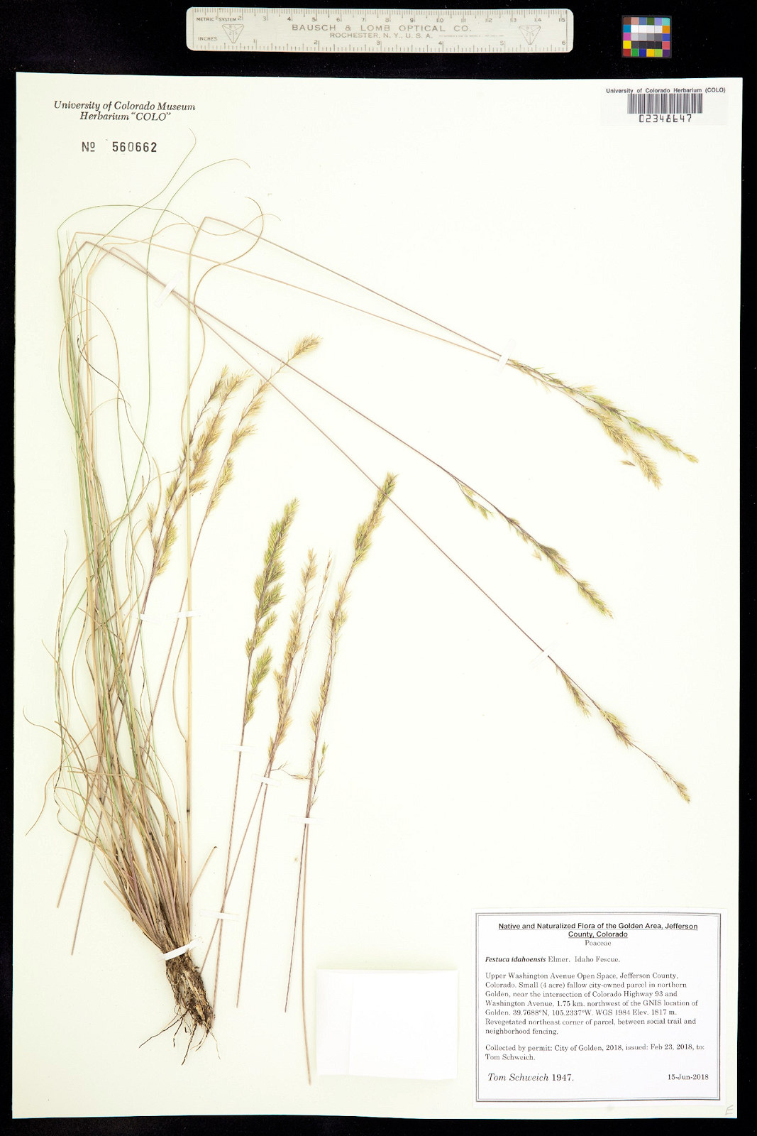 Poaceae Festuca idahoensis