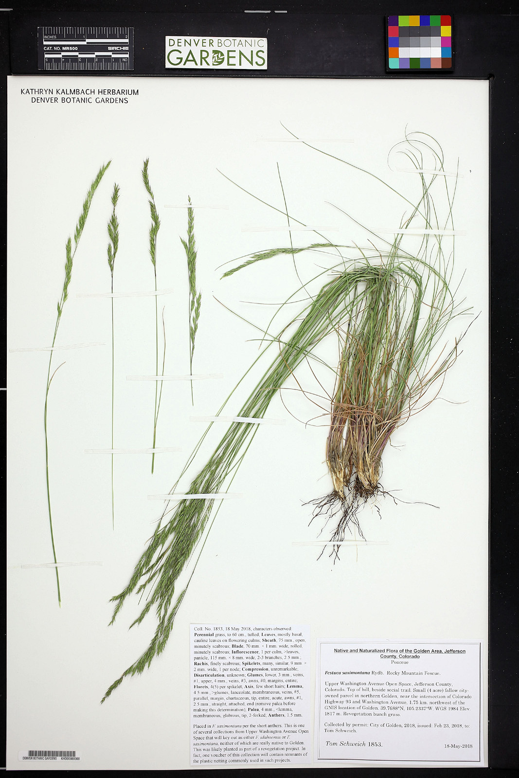 Poaceae Festuca saximontana