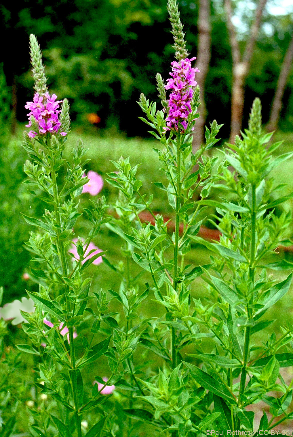 Lythraceae Lythrum salicaria