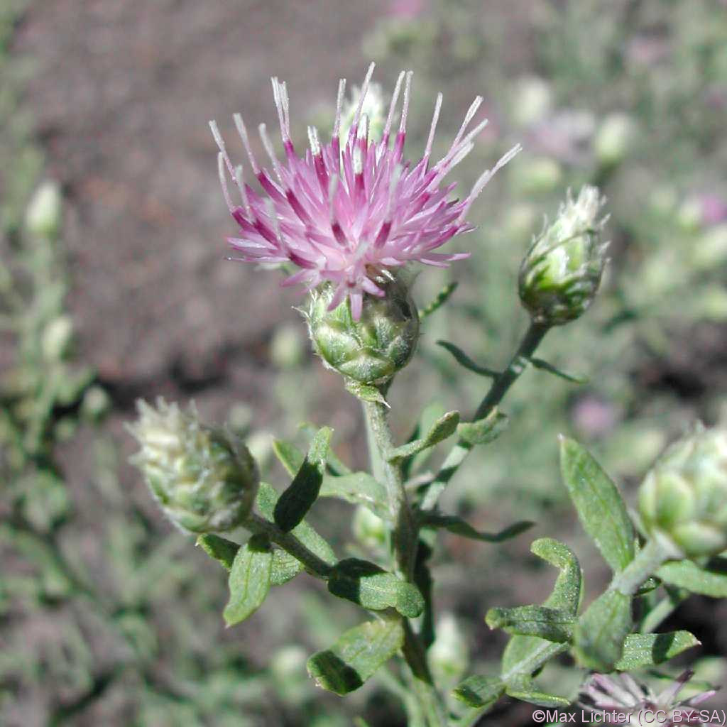 Asteraceae Acroptilon repens