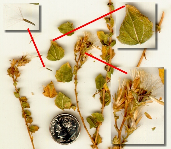 <I>Brickellia</I> sp. From southwestern Utah.