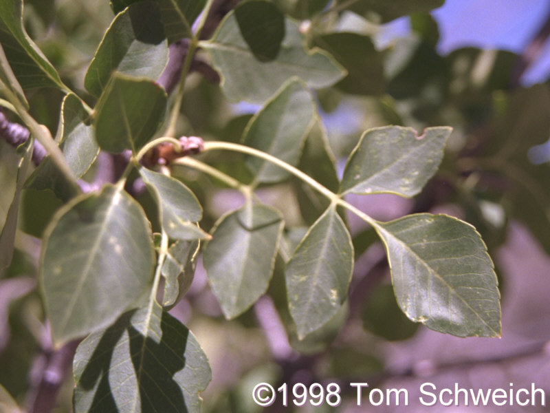 Close up of leaf of <I>Fraxinus anomala</I>.