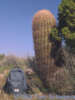 Full Size Image
