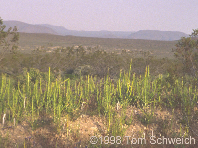 Squaw Cabbage (<i>Streptanthus inflatus</i>) along the Grass Valley Route.