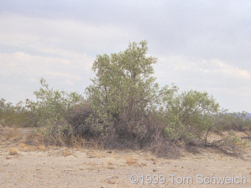<I>Chilopsis linearis</I> 