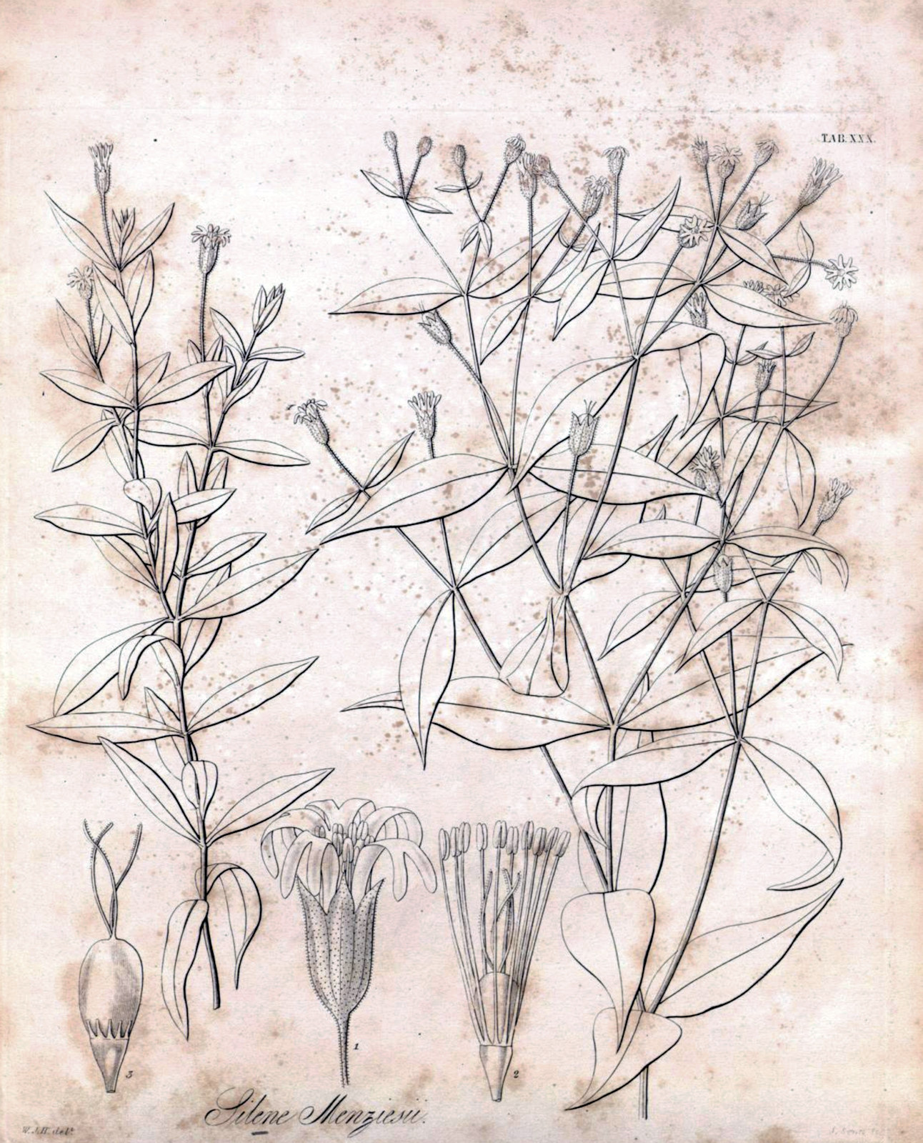 Caryophyllaceae Silene menziesii