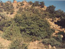 Full Size Image
