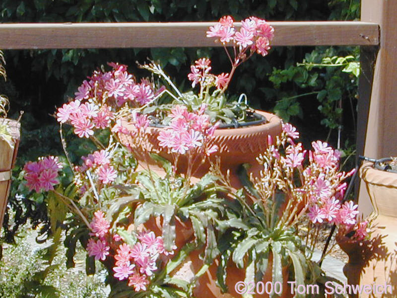 Cliff Maids (<I>Lewisia cotyledon</I>) happily inhabiting a Strawberry pot.
