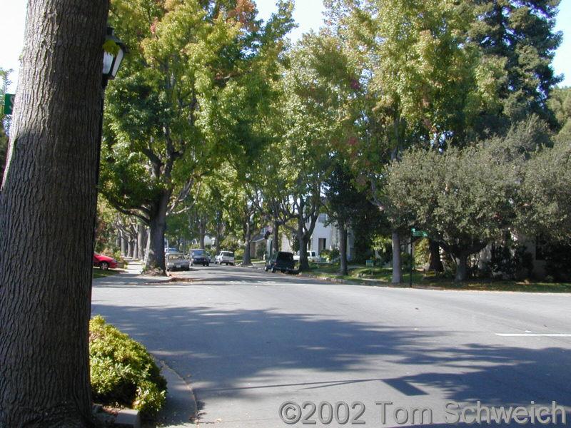 Gibbons Drive at Southwood and Northwood.